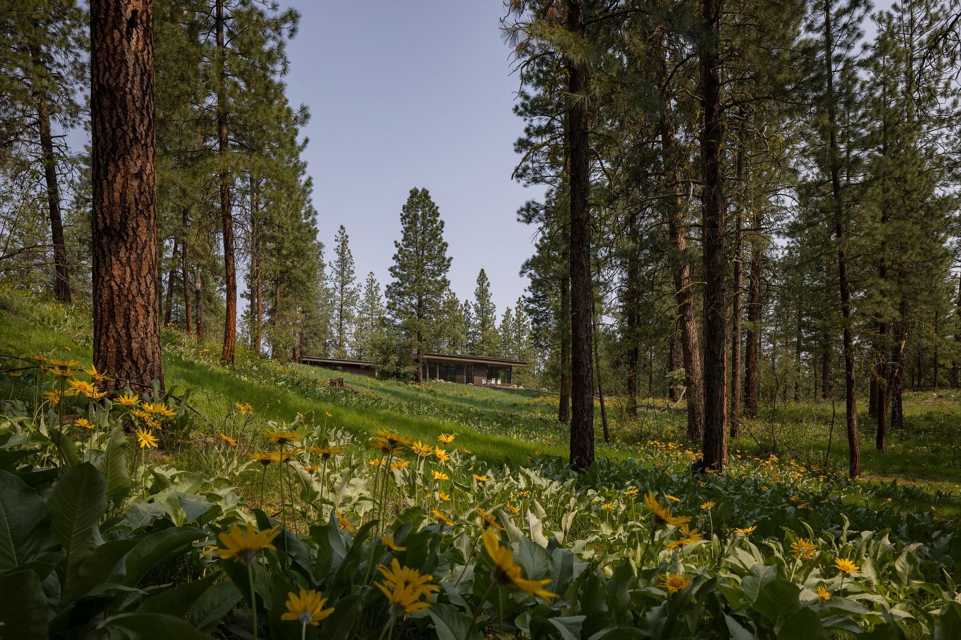 01-PBW-Wildflower-002-ap-compressed.jpg