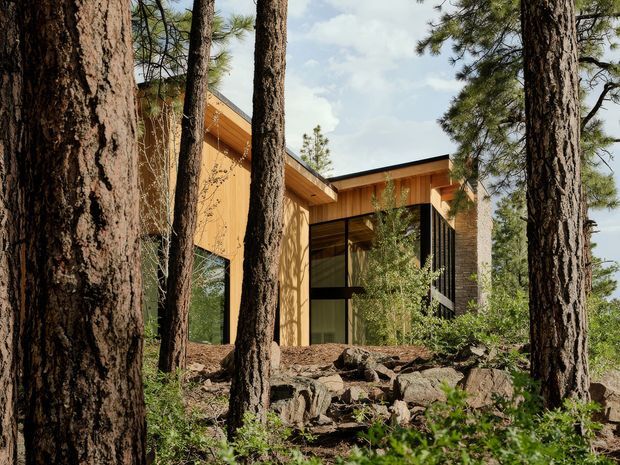 A contemporary timber-clad house nestled among mature pine trees on a rocky, wooded site. The low-pitched roof, warm ochre timber walls, extensive dark-framed glazing, and projecting roof eaves are visible through the trees, creating an integrated forest setting.