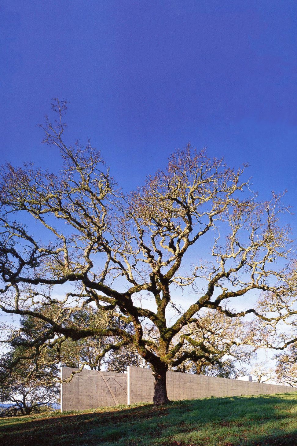 OliverRanch13.jpg