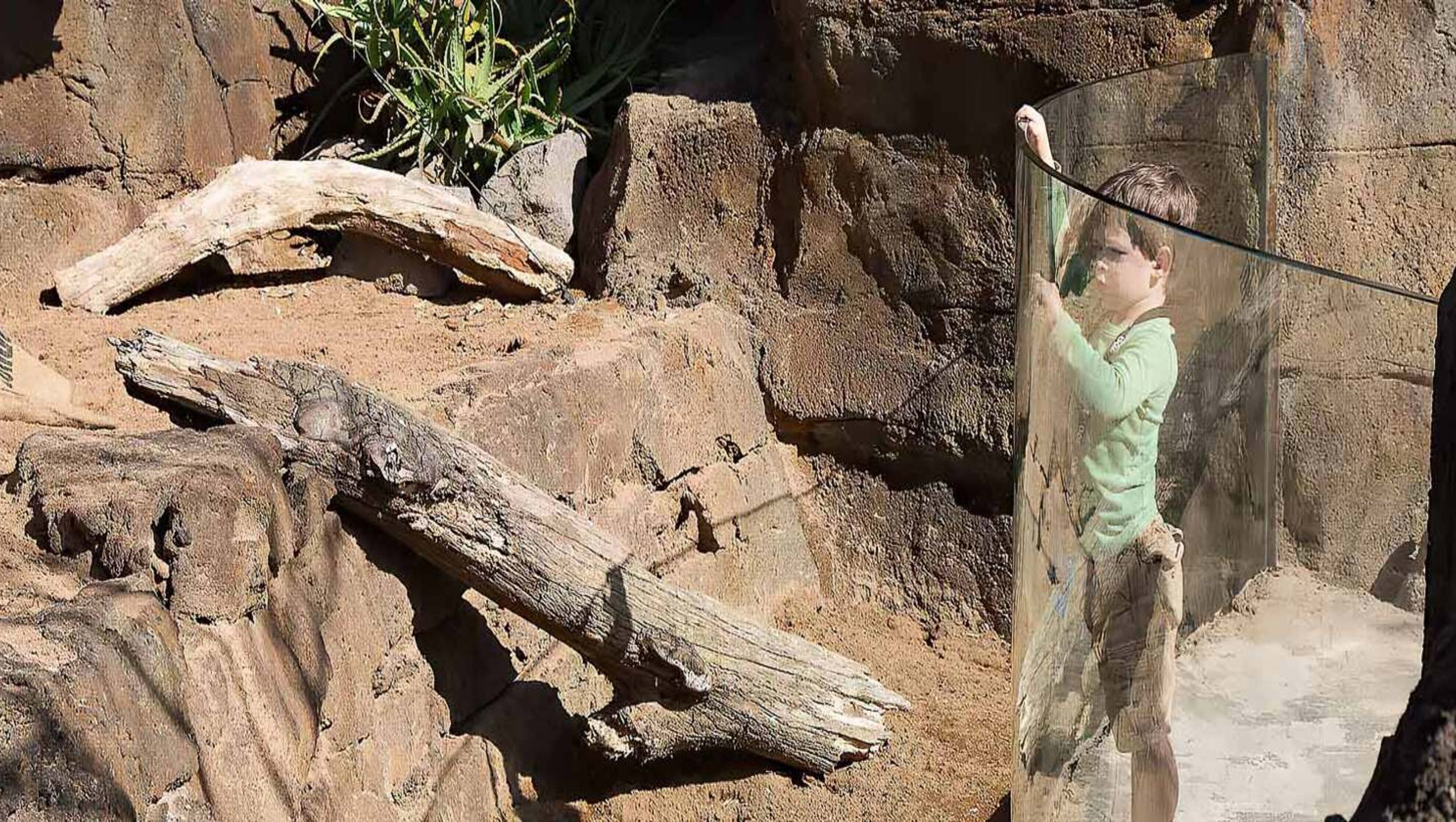 Zoo Bent Glass