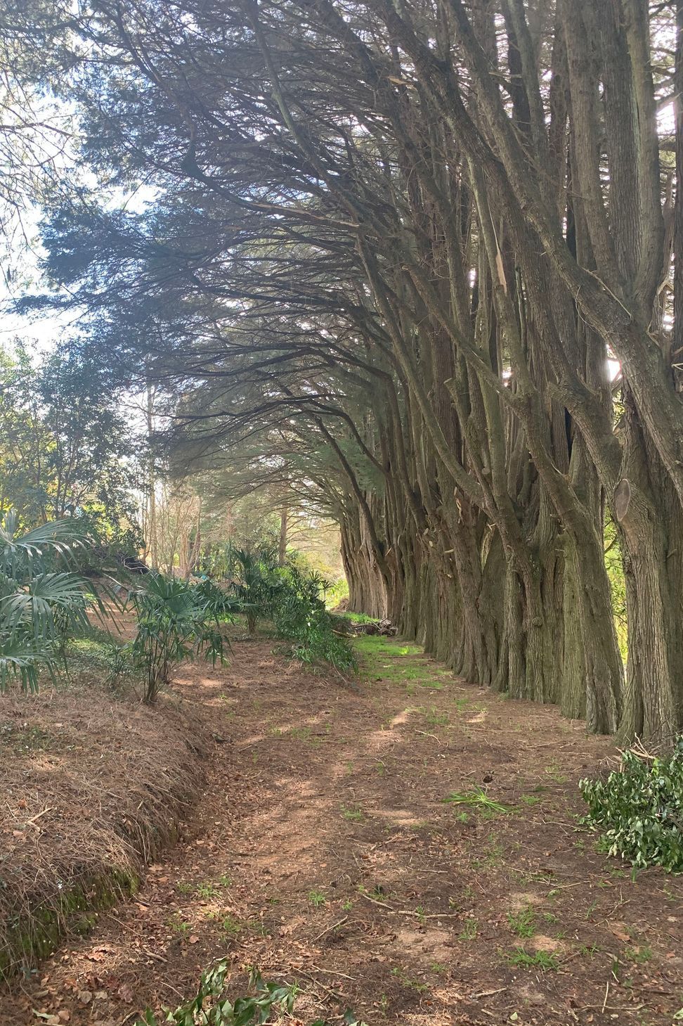 Established treescape.