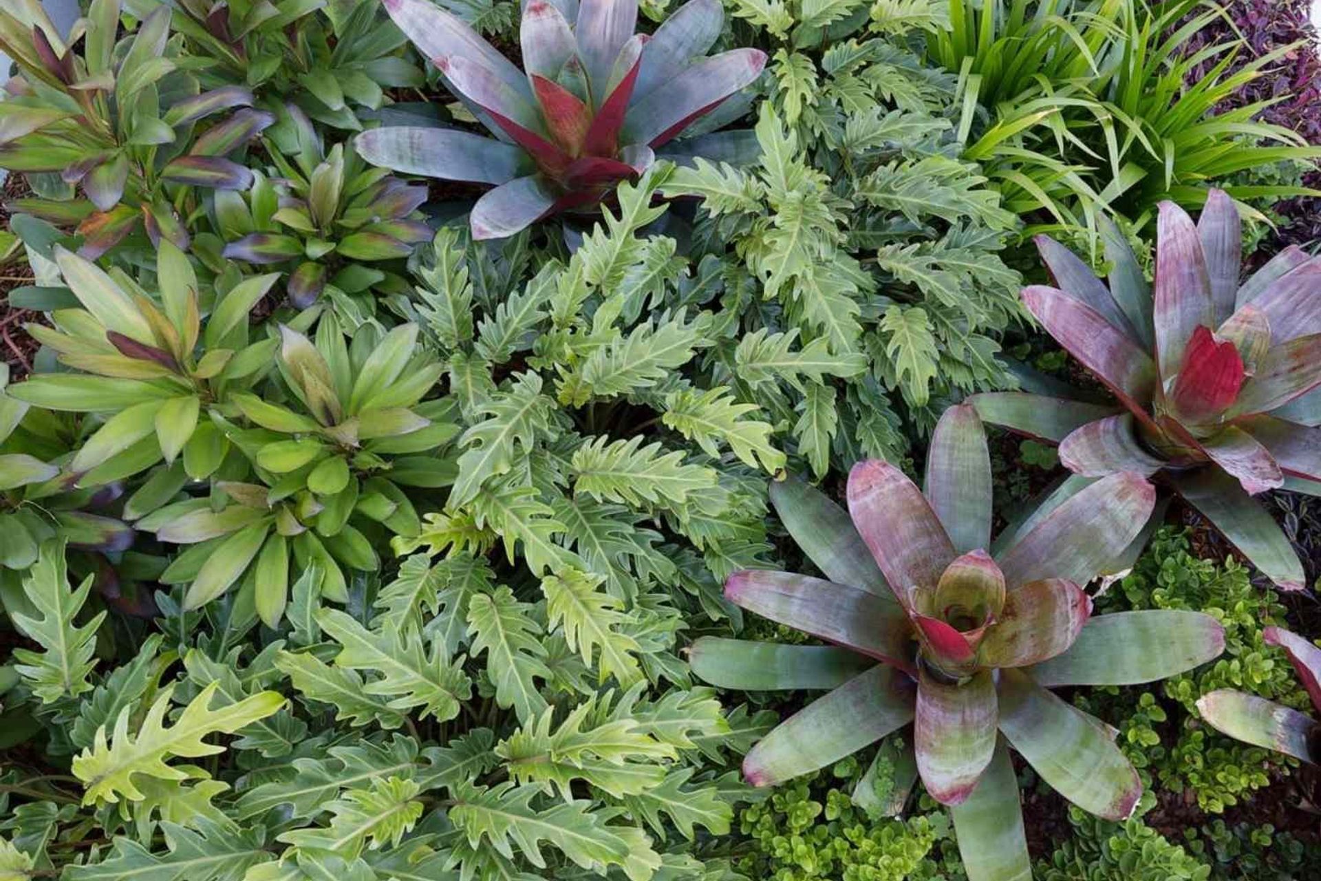 Rozelle - Garden 2