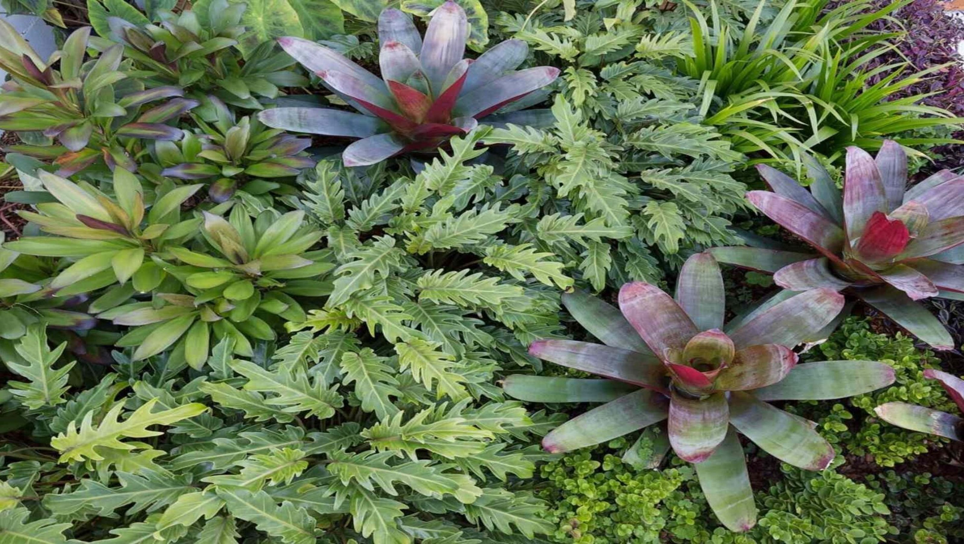 Rozelle - Garden