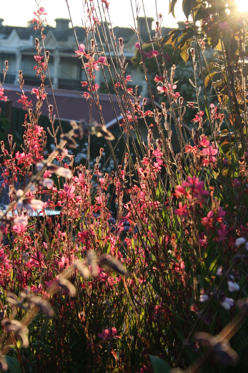 ##^^**&amp;&amp;'Welkin', Colourful Rooftop Terrace &amp; 'Scarborough' Garden In Clifton Hill