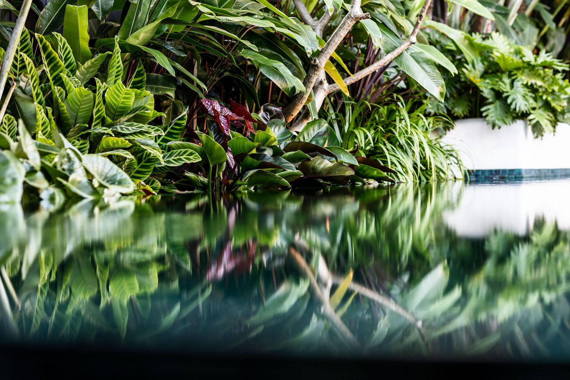 Pure Tropics