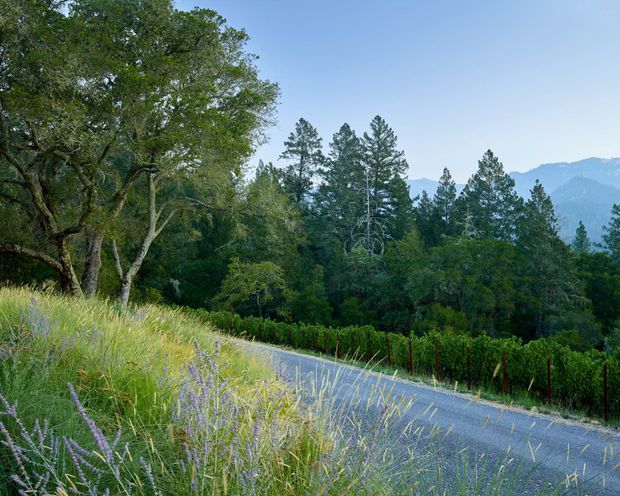 A landscaped rural or hillside setting with a gravel driveway or path curving through tall ornamental grasses and purple flowering plants. Mature deciduous and evergreen trees form a dense woodland backdrop, with hazy mountainous terrain visible in the distance. No building is visible.