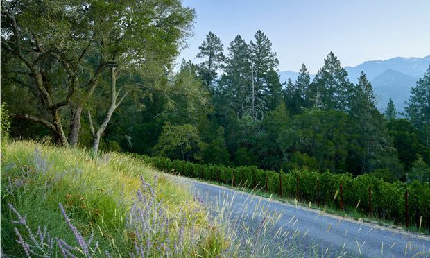 A narrow paved rural road curves through a lush, wooded landscape bordered by tall grasses, purple wildflowers, and dense vegetation. Mature deciduous and evergreen trees frame the scene, with layered mountains visible in the distance beneath a clear blue sky. No building is visible.