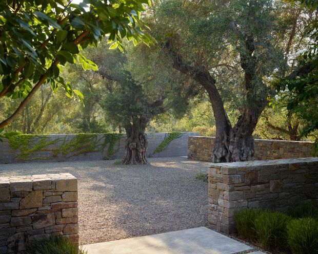 A serene landscaped courtyard or garden with mature olive trees, gravel ground, low dry-stone retaining walls, and a simple concrete-paved entry threshold. The setting has a warm, rustic Mediterranean character with dappled sunlight and dense greenery.