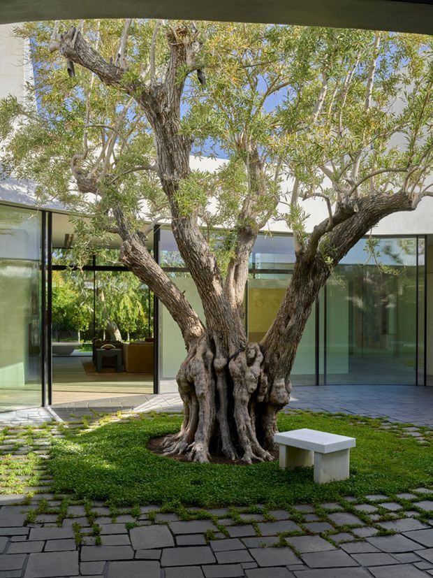 A landscaped courtyard framed by a modern glass-walled building, featuring a large mature multi-trunk tree as the central focal point. Irregular grey stone pavers are set through low green groundcover, with a simple pale concrete bench in the foreground. Floor-to-ceiling glazing and slim dark frames reveal minimal contemporary interiors beyond.