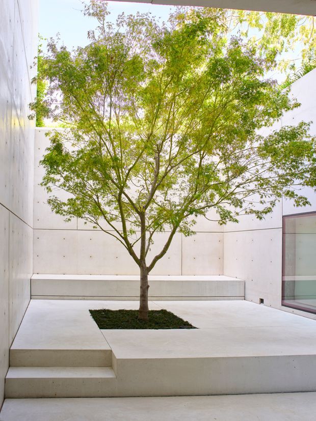 A minimalist enclosed courtyard with a mature leafy tree planted in a square opening in a raised concrete platform. The courtyard is surrounded by smooth white and pale concrete walls, stepped seating or platforms, and a large glazed opening on the right. The composition is clean, geometric, and softly lit by daylight.