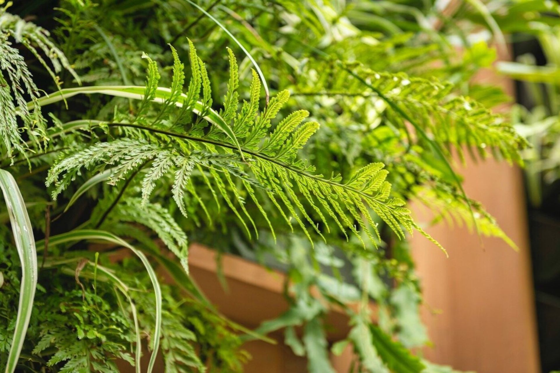 Garden.jpg