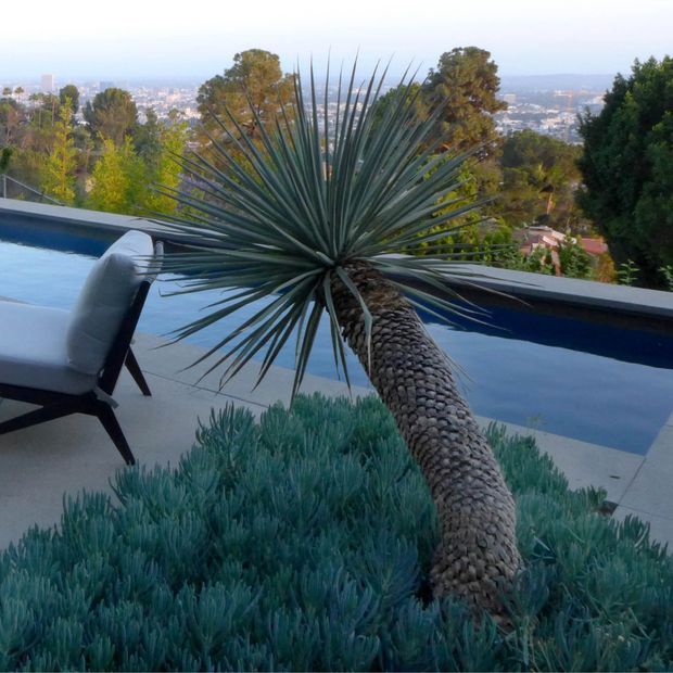 A rooftop or elevated outdoor terrace with a narrow swimming pool overlooking a sprawling urban landscape. A sculptural yucca-like plant dominates the foreground, surrounded by blue-green succulent groundcover, with a dark-framed lounge chair beside the pool. The scene has a modern, landscaped outdoor character.