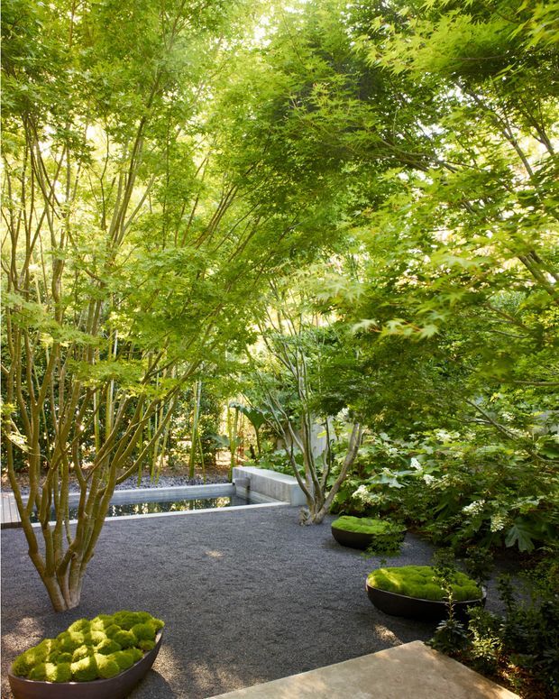 A lush, tranquil landscaped courtyard garden with dense green Japanese maple-like planting, sculptural multi-stem trees, dark gravel ground cover, moss-filled sculptural planters, and a shallow reflective water feature bordered by simple concrete walls. A pale stone or concrete path enters the garden in the foreground. The composition is serene and strongly Japanese-inspired, with layered foliage and carefully controlled hardscape.