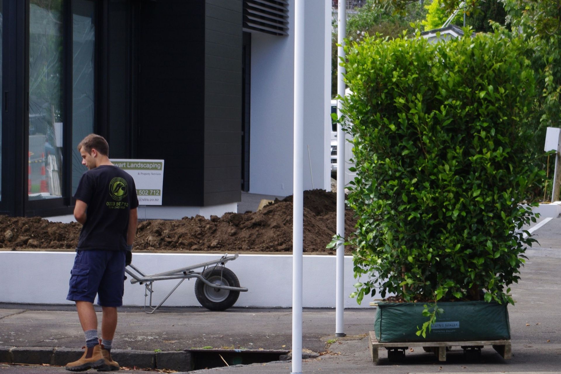 Living Walls™ instant hedges are grown and sold in one-metre lengths.