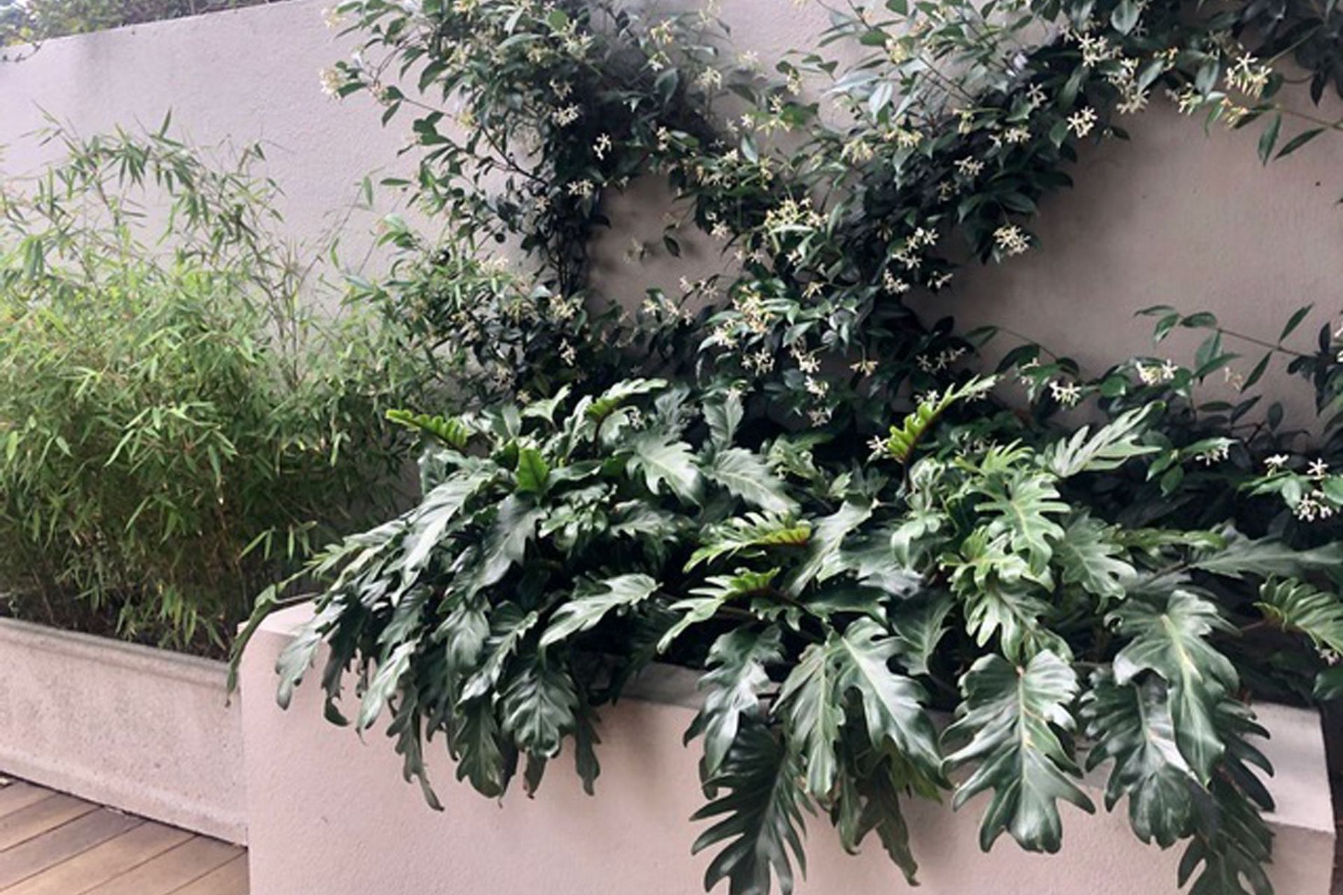 Plants-close-up-2020-established-Medium1.jpg