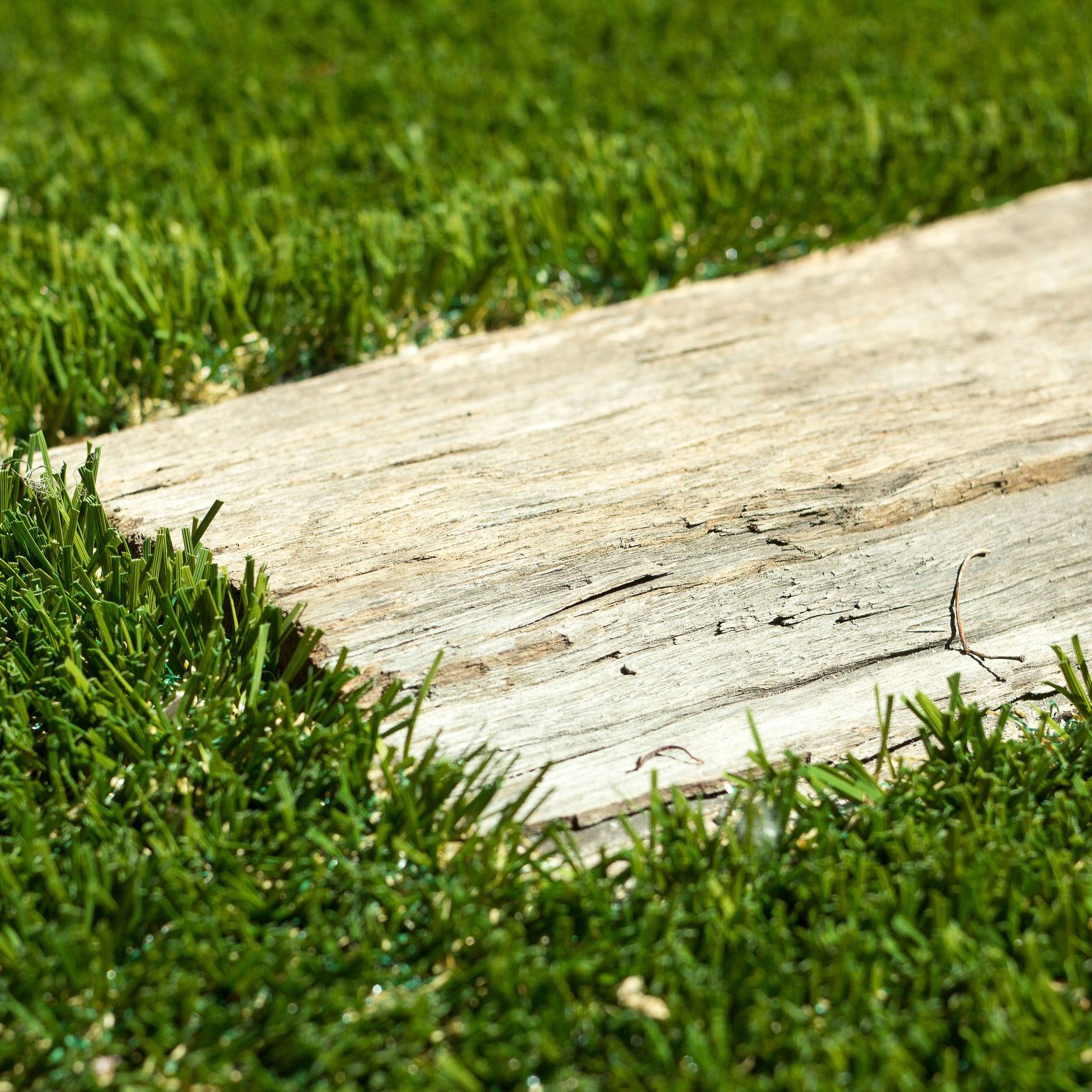 chuckycreativeSMARTGRASS-CINDY-13-v3.jpg