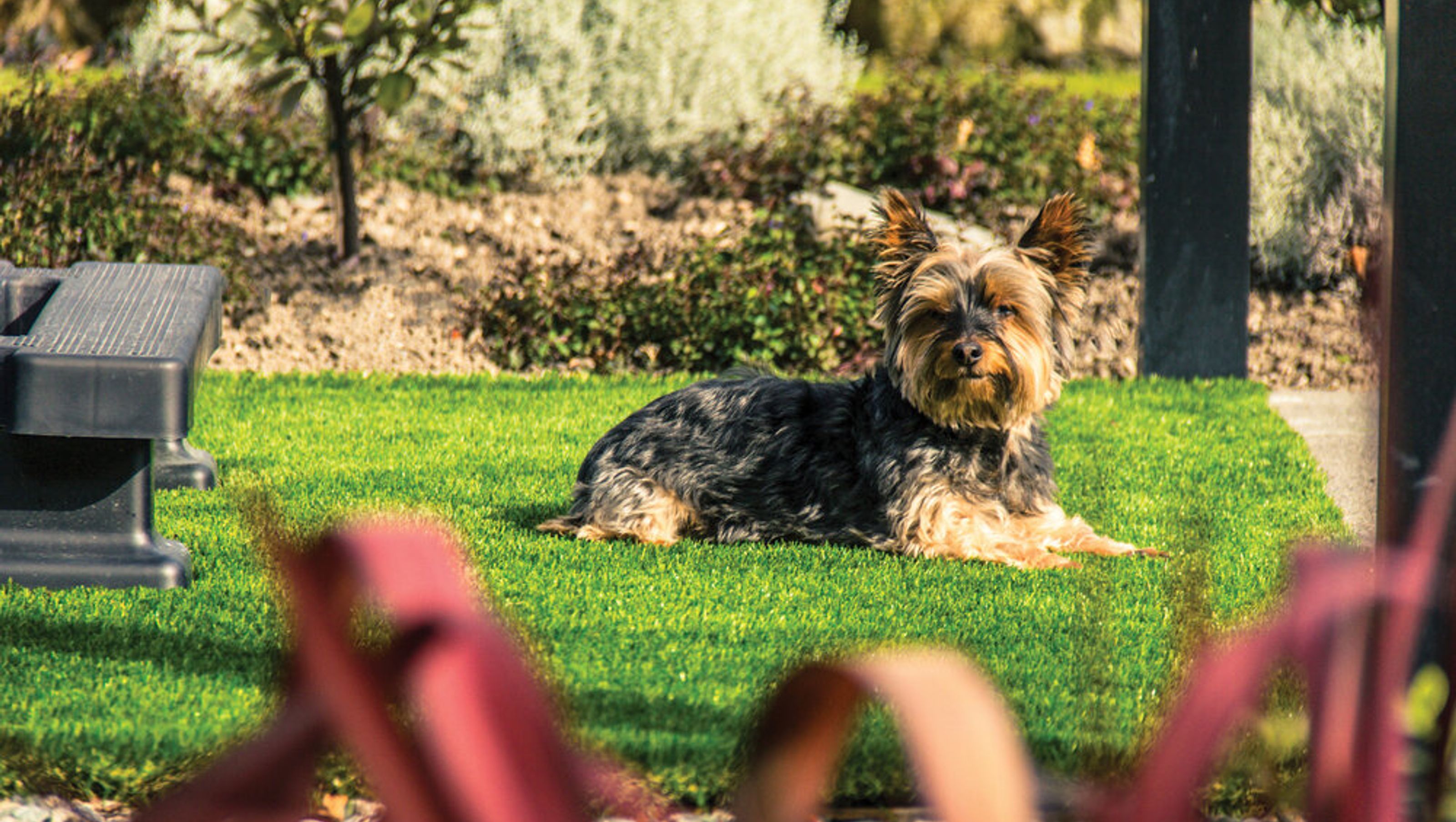 Spa Surround Turf