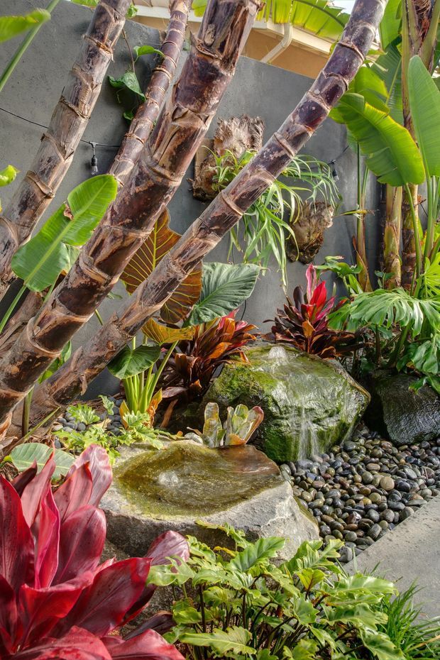 A lush tropical courtyard garden with layered banana and palm-like trunks, dense ornamental foliage, bromeliads, large rocks, and a small cascading water feature surrounded by smooth dark river pebbles. A dark grey rendered wall forms the backdrop, creating a sheltered, resort-like planting composition.