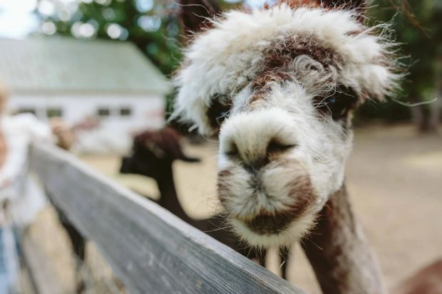 Close-up photograph of a fluffy alpaca leaning over a weathered wooden fence, with a blurred farm building, other animals, trees, and a dirt yard in the background.