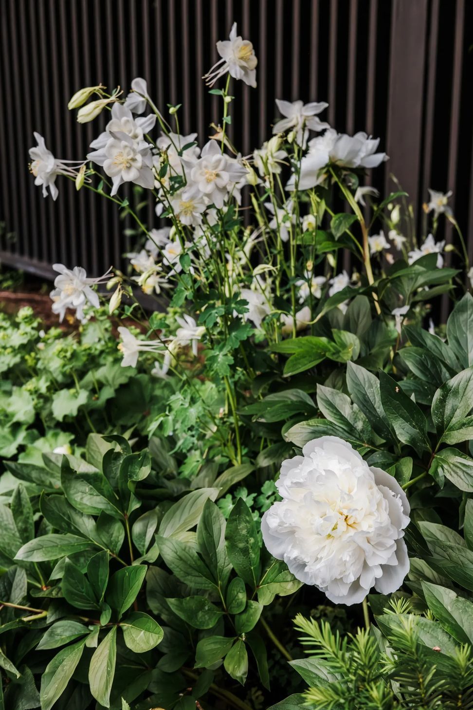 imgi80StudioCampo-HawthornHouse-DanielJenkins-12-ap-compressed.jpg