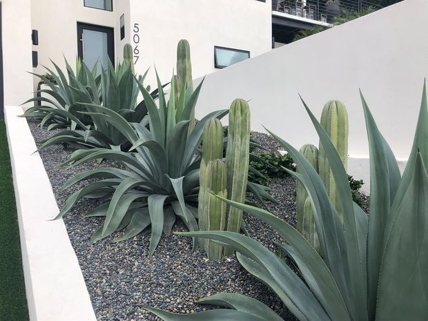 A contemporary residential courtyard or entry garden with sculptural agave plants and columnar cacti set in a dark decorative gravel bed. White rendered walls, minimalist black-framed windows and doors, and a clean concrete path create a modern, low-maintenance landscape.