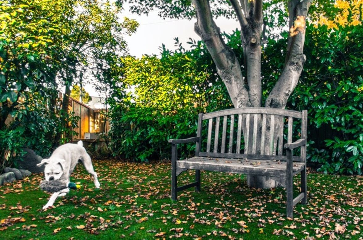 Dog Damaged Lawn