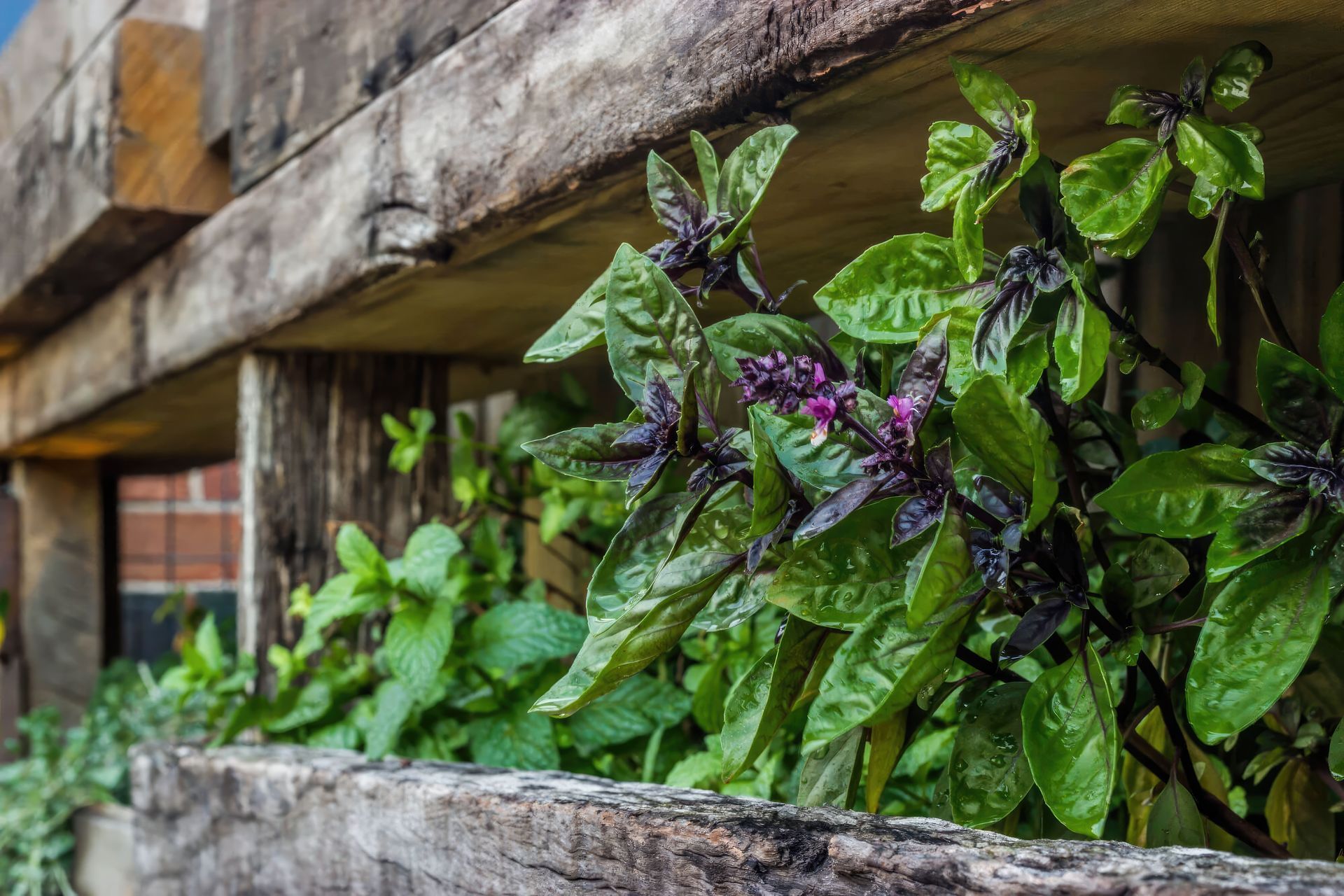 up12-Cooks-Hill-plants-fix-standard-scale-200x.jpg