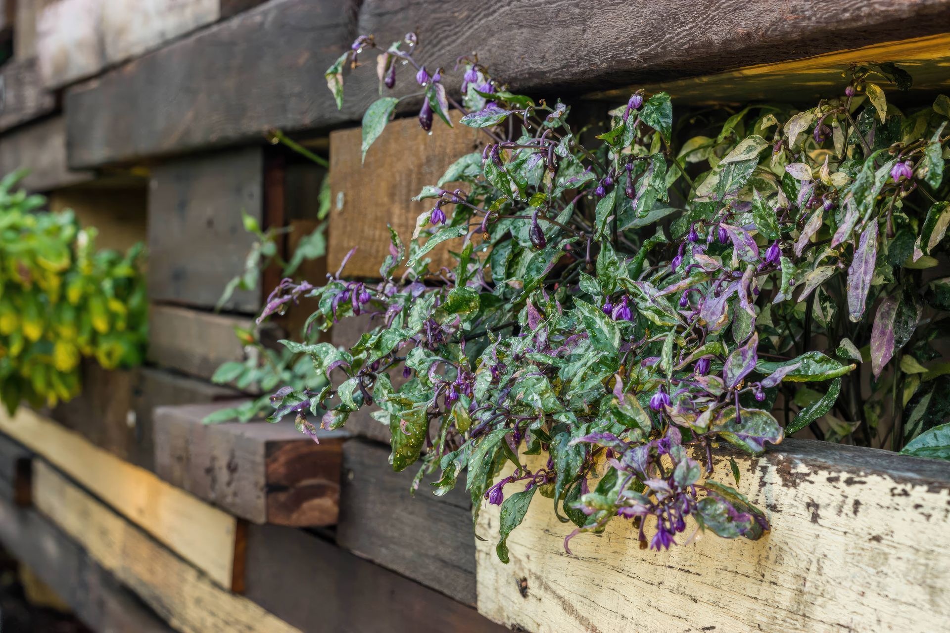 up13-Cooks-Hill-NSW-garden-fix-standard-scale-200x.jpg