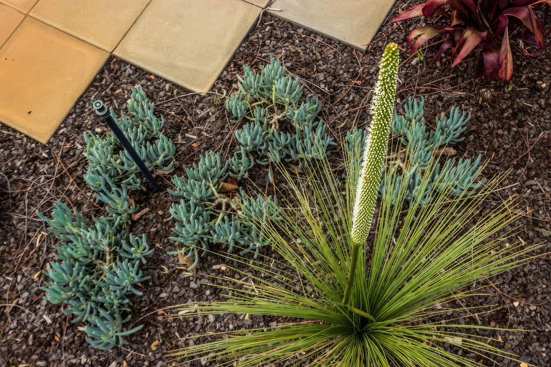 upNelson-Bay-Landscape-Design-11-MUD-Landscape-Design-1024x683-fix-standard-scale-200x.jpg