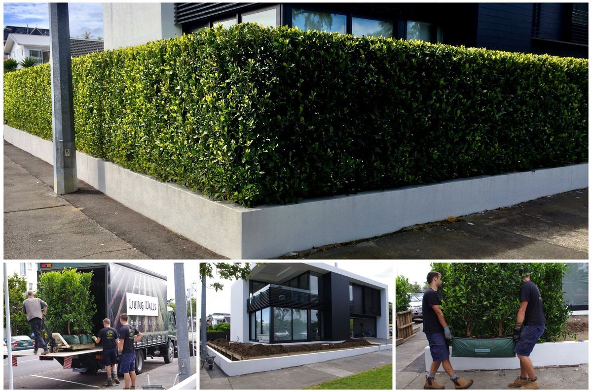 A Boundary Hedge in a Day, Not Years