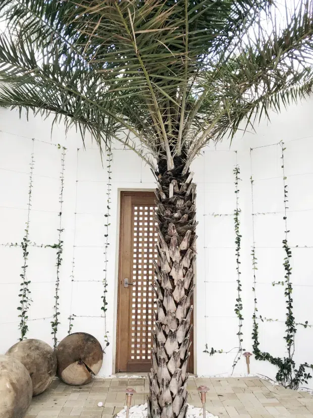 A tropical courtyard or entry space with a tall palm tree planted in a paved bed of white stones. Behind it is a white rendered wall with evenly spaced climbing vines and a timber door featuring a square lattice screen. The ground is paved in light beige tiles, creating a bright, minimalist setting with natural tropical elements.
