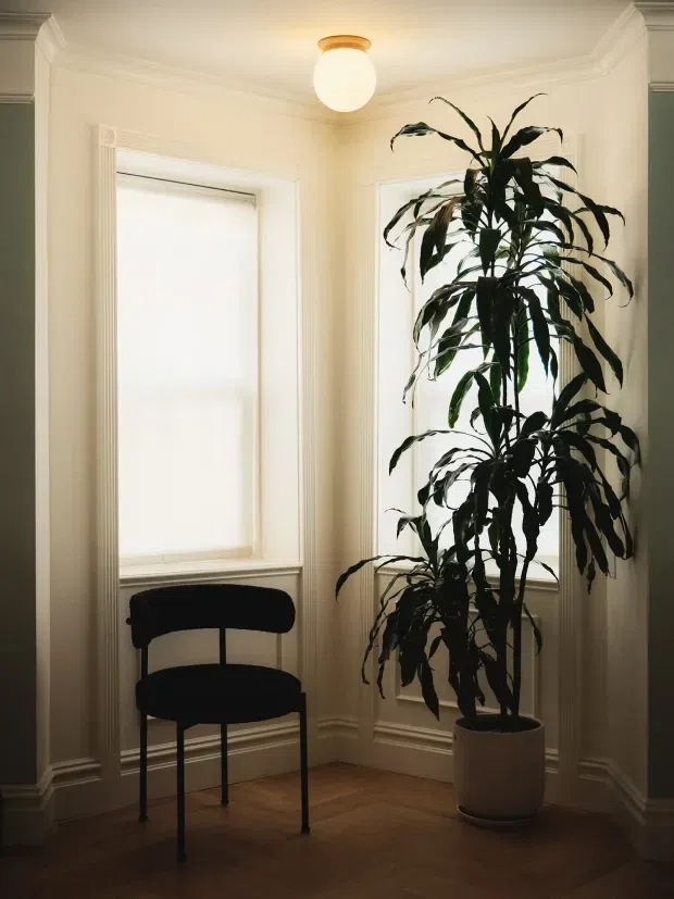 A softly lit corner of a traditional interior with two tall white-framed windows, layered decorative wall and ceiling mouldings, warm timber flooring, a simple black chair, and a tall potted indoor plant. The restrained cream, black, and dark green palette creates a quiet, refined atmosphere.