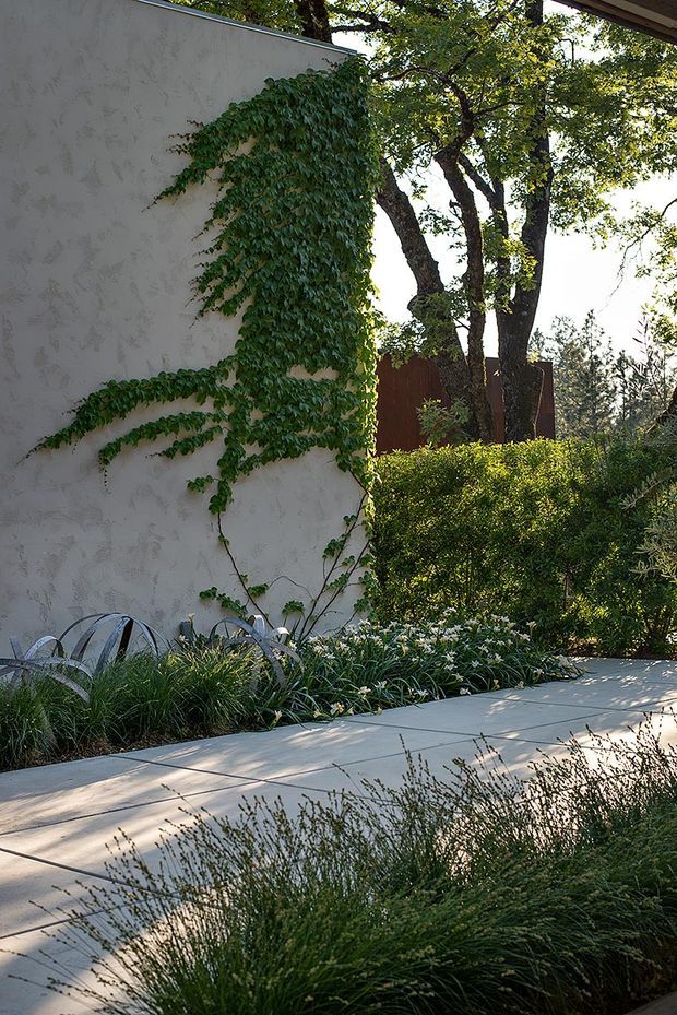 A landscaped exterior walkway beside a rendered light-coloured wall covered with climbing ivy. Layered ornamental grasses, flowering groundcover, clipped shrubs and mature trees frame a pale paved path, with curved metal garden edging or sculptural elements along the planting bed. The scene has a natural, carefully designed residential garden character with warm filtered sunlight.