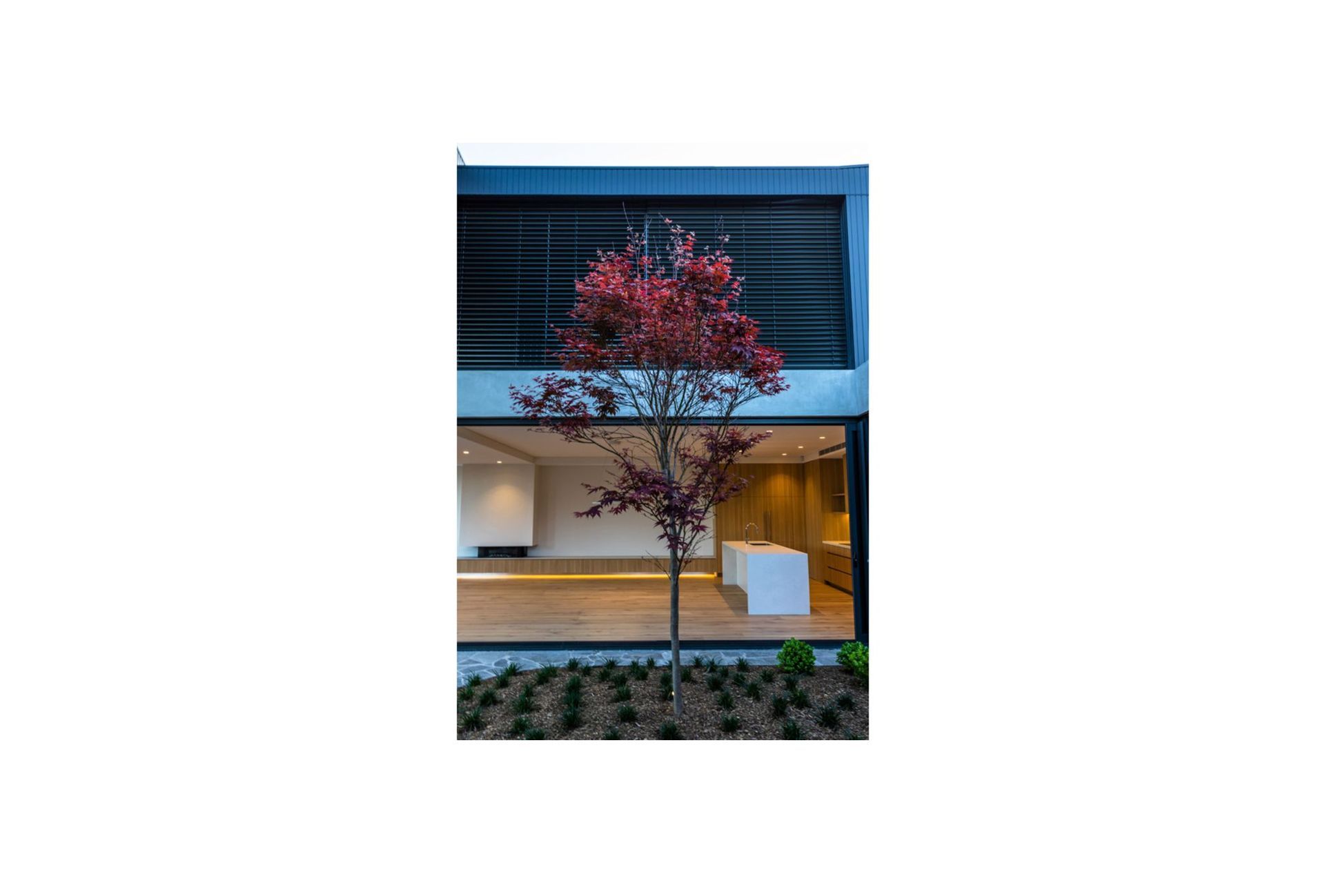 Court-Tree-1.jpg