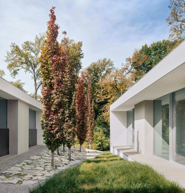 Exterior architectural view of two minimalist, low-profile white buildings arranged around a landscaped courtyard. The buildings feature crisp geometric forms, flat rooflines, deep overhangs, smooth pale walls, and large floor-to-ceiling glazing. A stone-paved walkway passes between them, with rows of tall ornamental trees and grasses creating a tranquil garden setting.