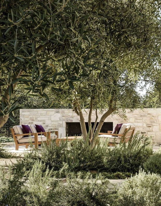 A landscaped outdoor courtyard or garden lounge beneath mature olive trees, with low silvery-green planting in the foreground. Timber-framed lounge chairs with deep purple cushions surround a low table in front of a pale natural-stone wall containing a large dark fireplace opening. The setting has a warm, Mediterranean-inspired outdoor atmosphere with layered planting and natural materials.