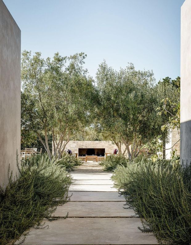 A bright, minimalist courtyard passage framed by tall pale rendered walls. A paved walkway runs through dense drought-tolerant planting and olive trees toward a low stone outdoor fireplace or seating structure, creating a calm Mediterranean-style garden setting.
