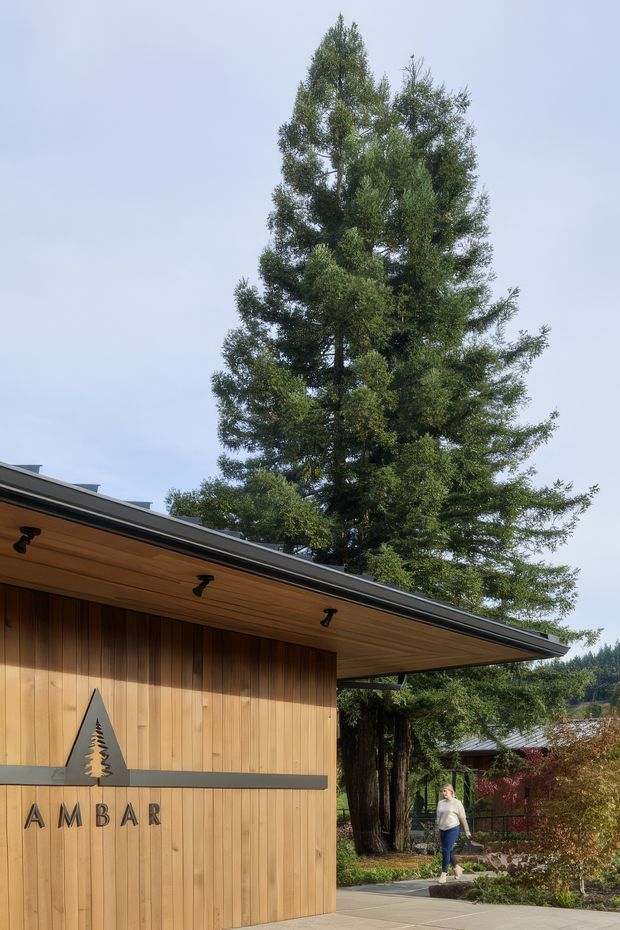 Exterior view of a small timber-clad building or entry structure with a broad low-pitched projecting roof and warm wood soffit. The facade includes dark signage reading “AMBAR” with a stylised tree emblem. Mature evergreen trees, landscaped planting, and a paved pedestrian path surround the building.