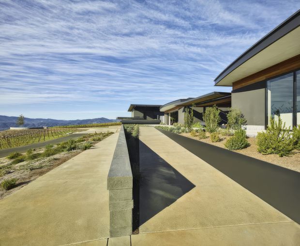 Exterior view of a contemporary low-rise building set beside cultivated vineyard rows, with a long series of projecting flat roof planes, dark fascia, pale rendered walls, warm timber soffit accents, and large glazed openings. Broad concrete paths and a raised dark retaining wall lead toward the building, with landscaped planting along the facade and rolling hills in the distance.