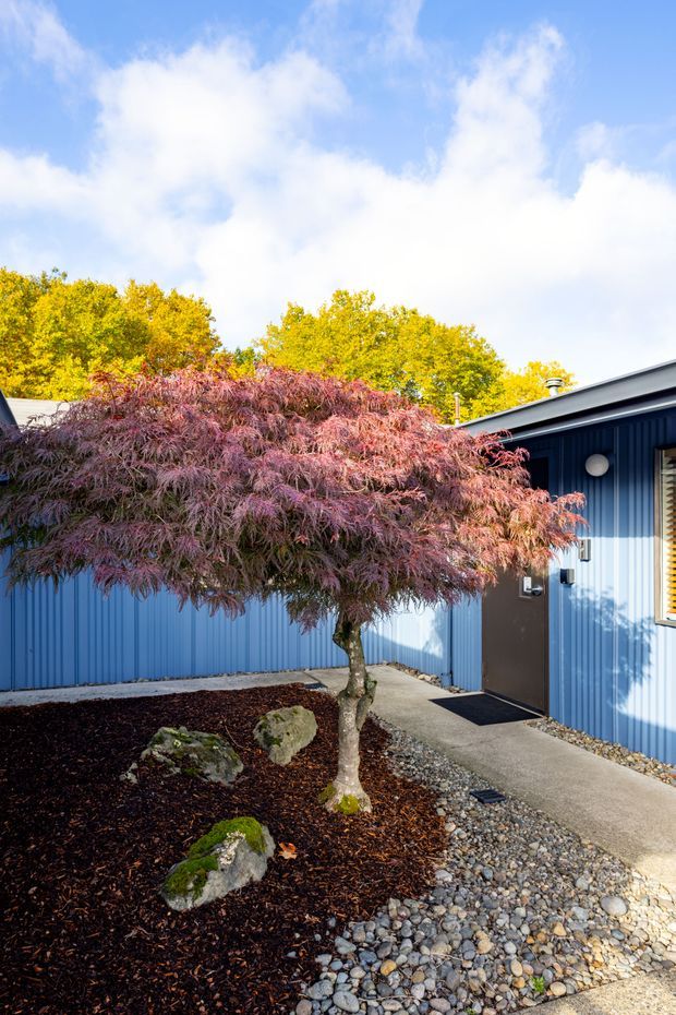A bright exterior view of a compact blue-clad building entrance. A Japanese maple with burgundy foliage dominates the landscaped courtyard, surrounded by dark mulch, mossy rocks, and a rounded river-stone gravel path leading to a dark door. The building has vertically ribbed blue metal cladding, a low sloping roof, exterior lighting, and a small window with horizontal blinds. Clear blue sky and mature trees are visible above.
