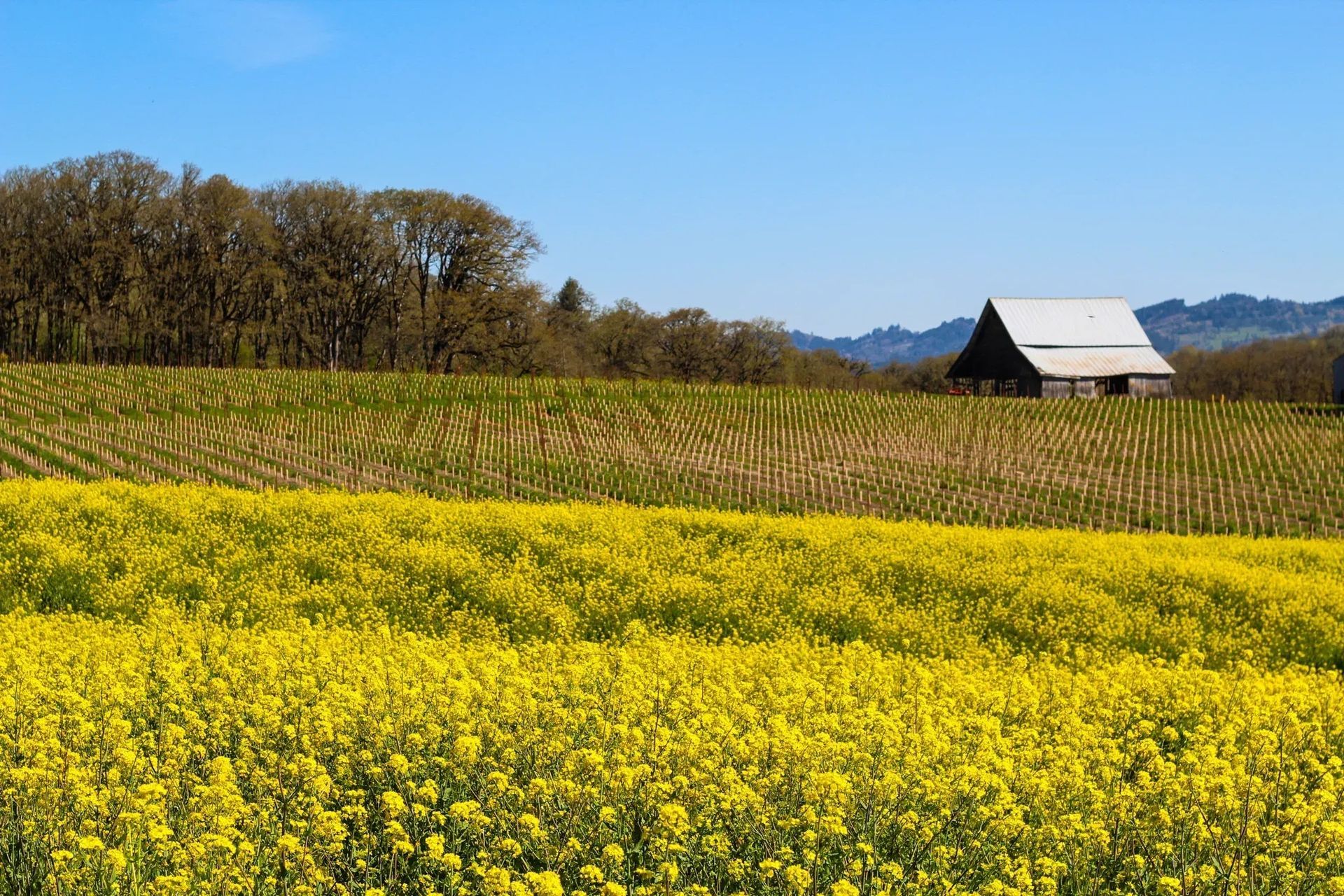 imgi114StudioCampo-LeftCoast-LisaFahrner-28-ap-compressed.jpg