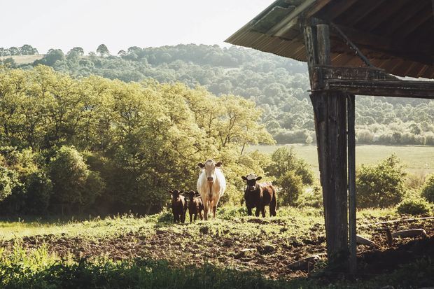 A rural agricultural landscape viewed from beneath the edge of a rustic timber shelter or barn structure. Several cattle stand in a cultivated field, with dense wooded hills and open pasture in the background. The scene has warm natural light and a distinctly pastoral, farm setting.