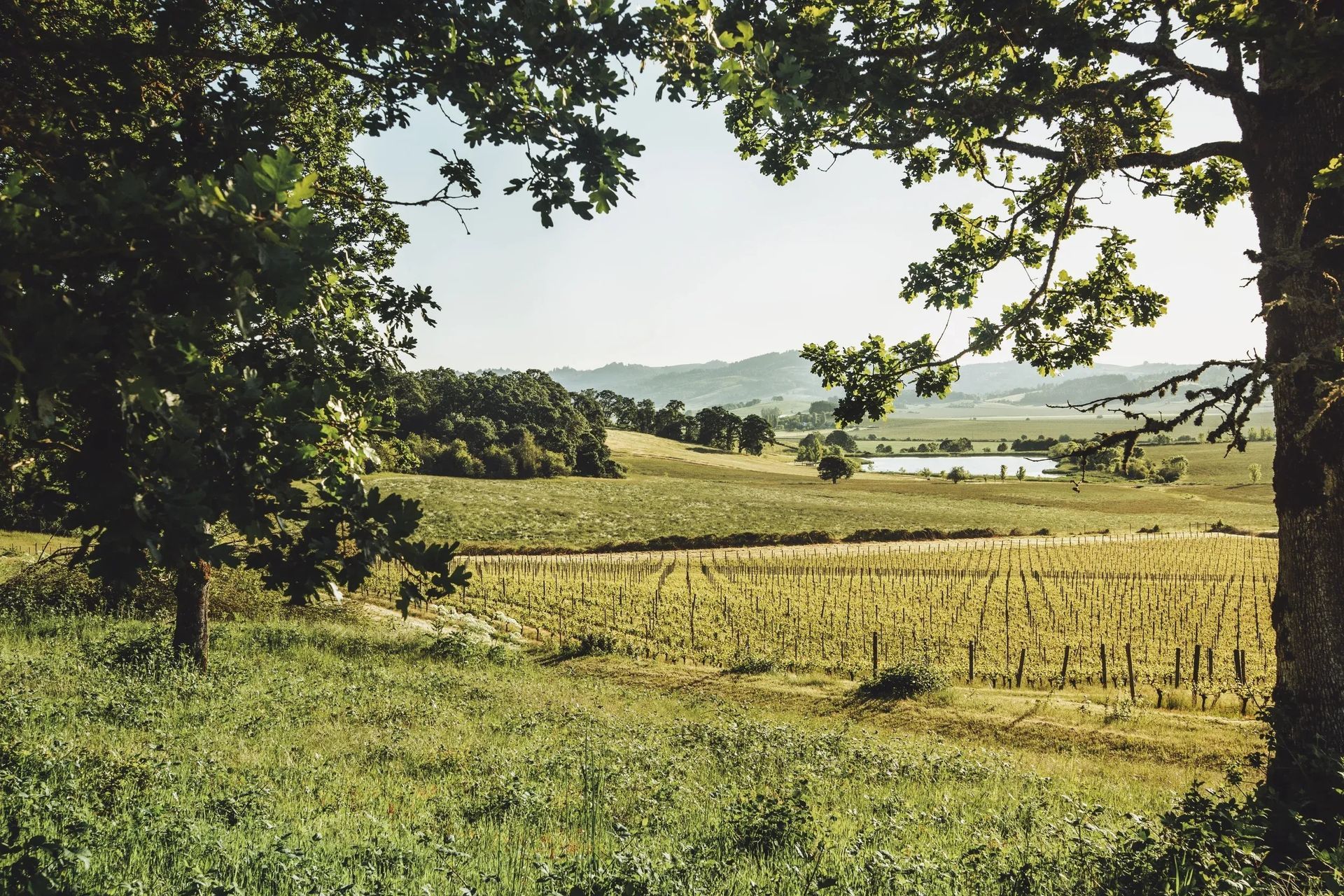 imgi132StudioCampo-LeftCoast-LaurelDailey-4-ap-compressed.jpg