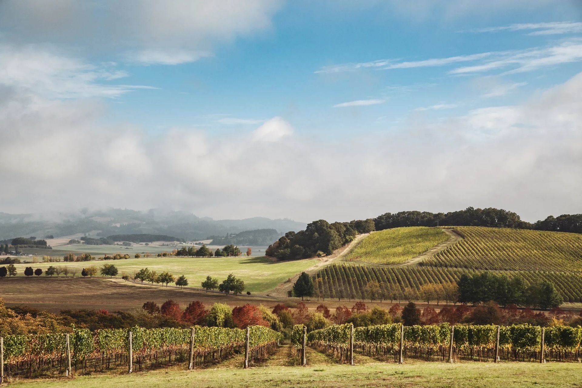 imgi90StudioCampo-LeftCoast-LaurelDailey-50-ap-compressed.jpg