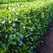 Living Boundary™ – mid-height instant hedge range gallery detail image