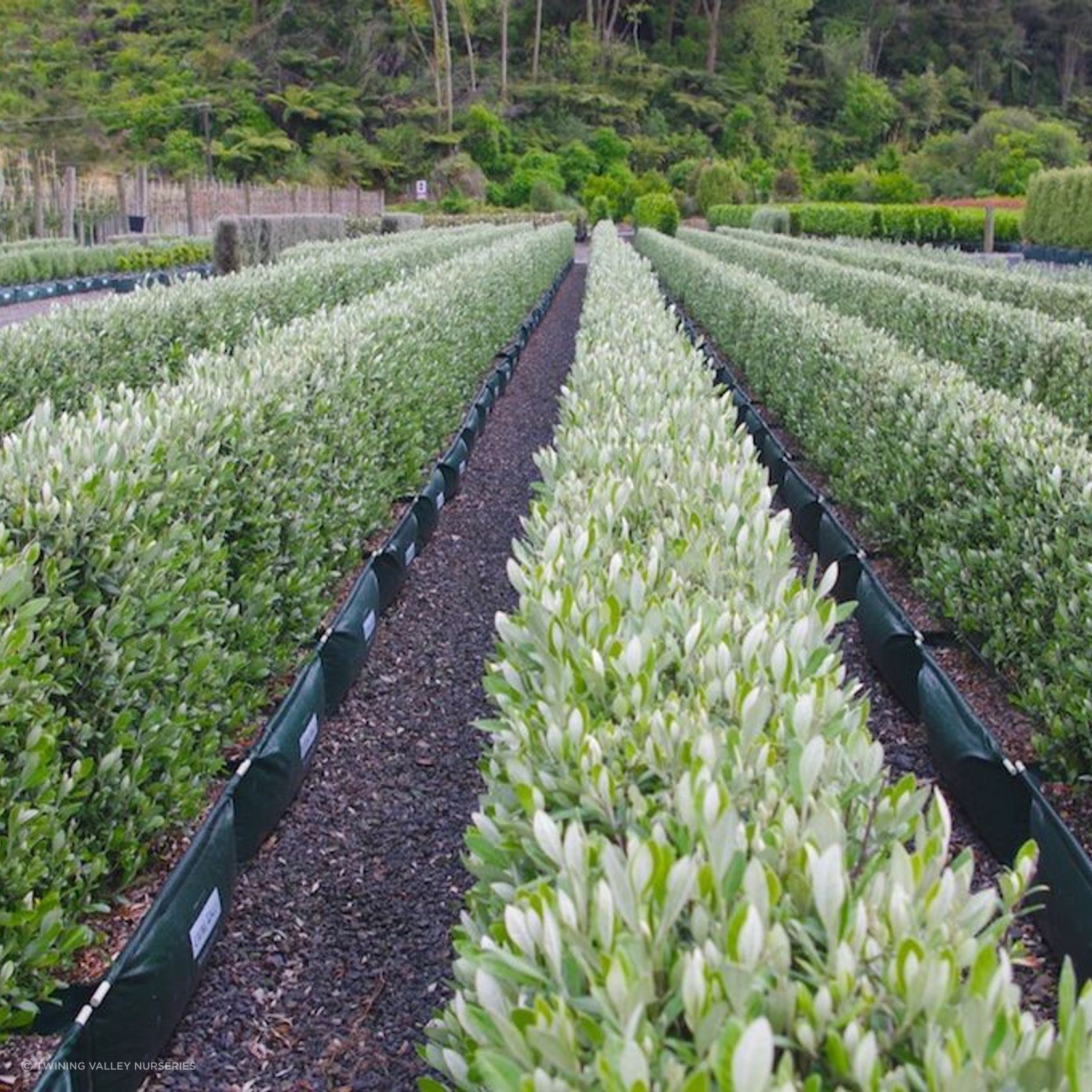 Living Boundary™ – mid-height instant hedge range gallery detail image