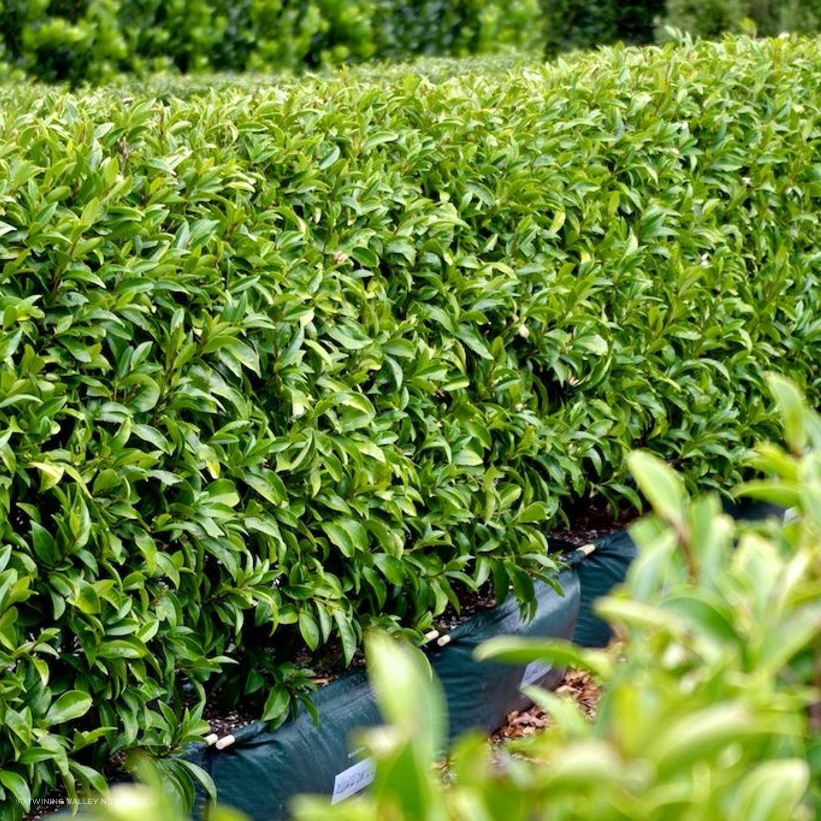 Living Boundary™ – mid-height instant hedge range gallery detail image