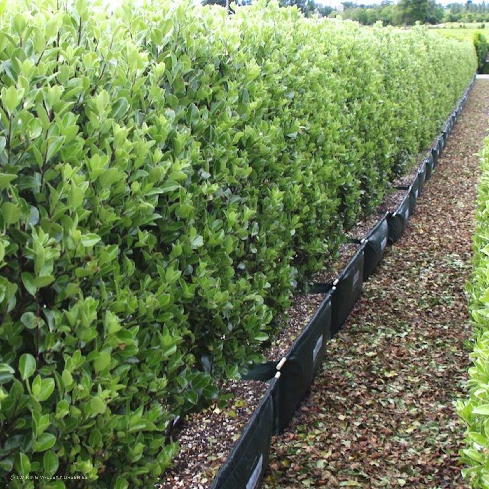 Living Boundary™ – mid-height instant hedge range gallery detail image