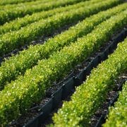 Living Edge™ – low-growing instant hedge range gallery detail image