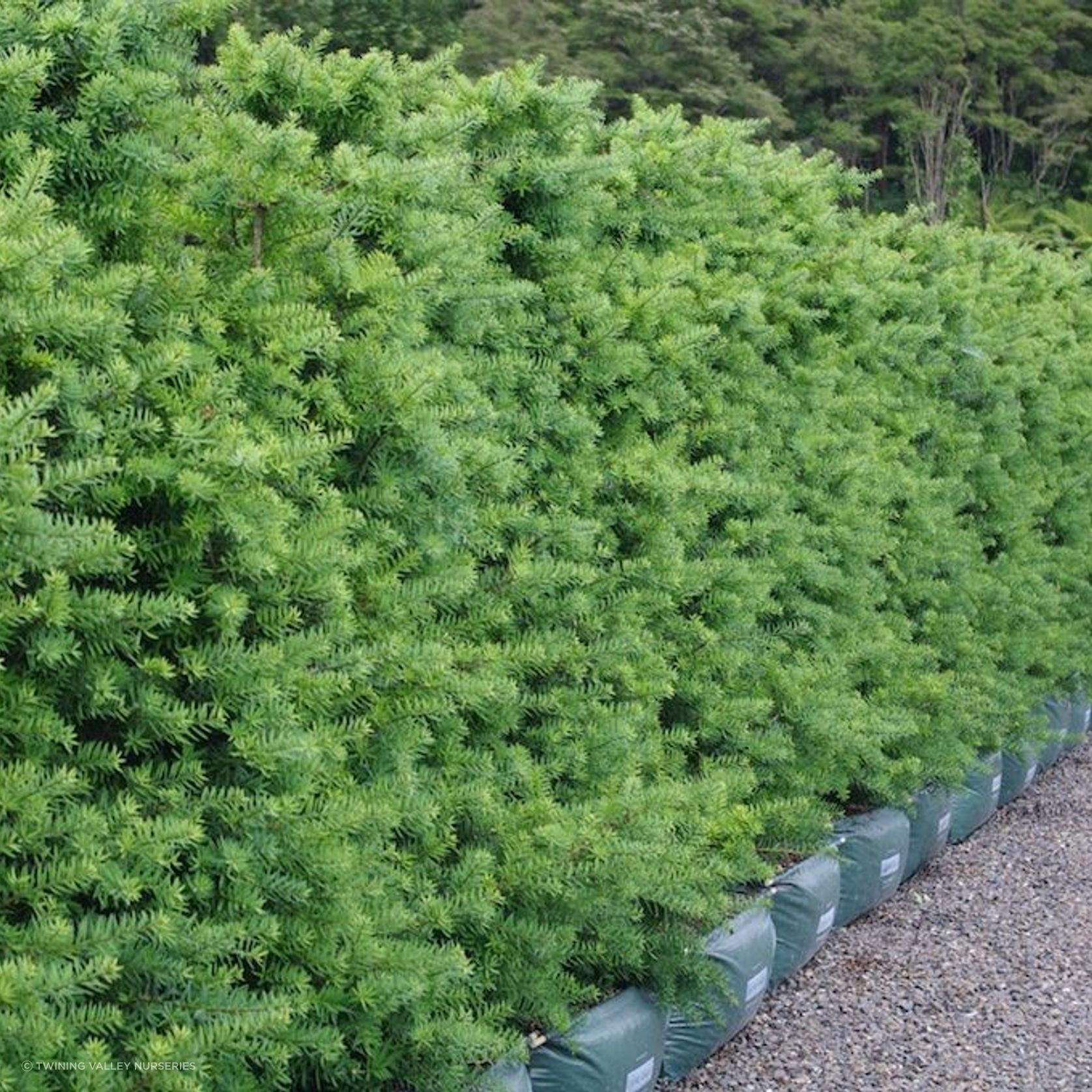 Living Screen™ – tall-growing instant hedge range gallery detail image